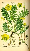   ( ) (Potentilla  anserina)