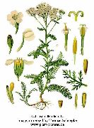    (Achillea millefolium L.)