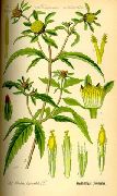   ( ) (Bidens tripartite)