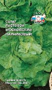 Московский парниковый сорт салата