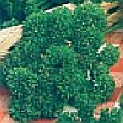 петрушка Кадерава фото среднеспелая сорт, выращивание, посадка и уход, рассада, купить Кадерава семена