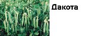 горох Дакота фото раннеспелый сорт, выращивание, посадка и уход, рассада, купить Дакота семена