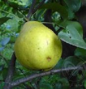 Лимонка сорт груши