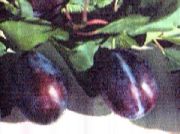 сливы Венгерка воронежская фото поздний крупные (от 30г), выращивание, посадка и уход, купить Венгерка воронежская саженцы