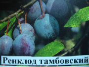 сливы Ренклод тамбовский  фото поздний средние (от 20 до 30г), выращивание, посадка и уход, купить Ренклод тамбовский  саженцы