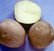 картофель Гусляр фото раннеспелый (70-90) сорт, выращивание, посадка и уход, купить Гусляр семена