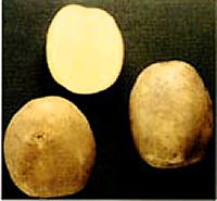 картофель Дина фото раннеспелый (70-90) сорт, выращивание, посадка и уход, купить Дина семена