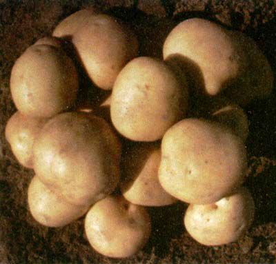 картофель Елизавета фото раннеспелый (70-90) сорт, выращивание, посадка и уход, купить Елизавета семена