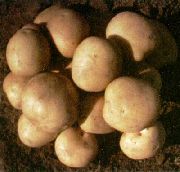 Елизавета сорт картофеля