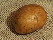 Загадка сорт картофеля