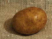 Днипрянка сорт картофеля