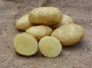 Фелокс сорт картофеля