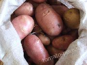 Хозяюшка  сорт картофеля