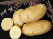 Импала сорт картофеля