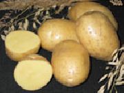 Латона сорт картофеля