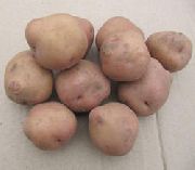 Брянский надежный сорт картофеля