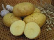 Невский сорт картофеля
