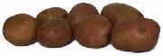 картофель Жуковский ранний фото раннеспелый (70-90) сорт, выращивание, посадка и уход, купить Жуковский ранний семена