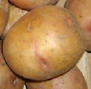 картофель Жуковский ранний фото раннеспелый (70-90) сорт, выращивание, посадка и уход, купить Жуковский ранний семена