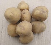 Скороплодный сорт картофеля