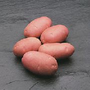 Астерикс сорт картофеля