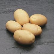 Фабула сорт картофеля