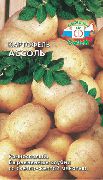 картофель Ассоль фото раннеспелый (70-90) сорт, выращивание, посадка и уход, купить Ассоль семена