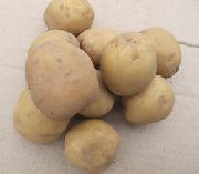 картофель Адретта фото раннеспелый (70-90) сорт, выращивание, посадка и уход, купить Адретта семена