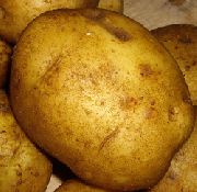 Голубизна сорт картофеля