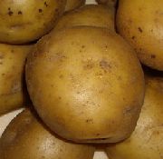 Тимо сорт картофеля