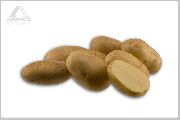 картофель Артемис фото раннеспелый (70-90) сорт, выращивание, посадка и уход, купить Артемис семена