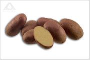 картофель Амороза фото раннеспелый (70-90) сорт, выращивание, посадка и уход, купить Амороза семена