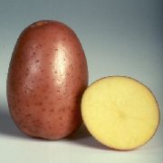 Беллароза сорт картофеля