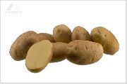 Фонтане сорт картофеля