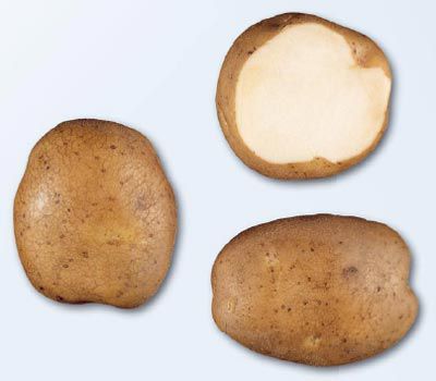 картофель Кураж фото раннеспелый (70-90) сорт, выращивание, посадка и уход, купить Кураж семена