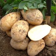 картофель Золушка F1 фото раннеспелый (70-90) гибрид, выращивание, посадка и уход, купить Золушка F1 семена