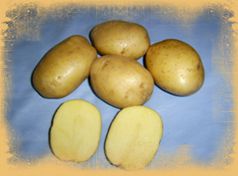 картофель Бриз фото раннеспелый (70-90) сорт, выращивание, посадка и уход, купить Бриз семена