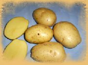 картофель Галла фото раннеспелый (70-90) сорт, выращивание, посадка и уход, купить Галла семена
