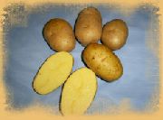Ламбада сорт картофеля