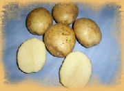 Лилея сорт картофеля