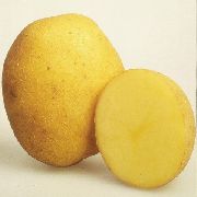 картофель Винета фото раннеспелый (70-90) сорт, выращивание, посадка и уход, купить Винета семена
