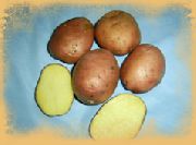 Фелицитас сорт картофеля