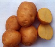 Солнечный сорт картофеля