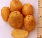 Кетский сорт картофеля