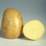 Джелли сорт картофеля
