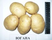 Югана сорт картофеля