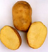 Антонина сорт картофеля