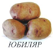 Юбиляр сорт картофеля