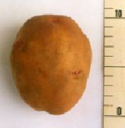 Томич сорт картофеля