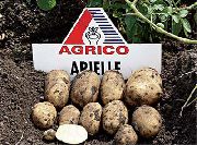 картофель Ариель  фото раннеспелый (70-90) сорт, выращивание, посадка и уход, купить Ариель  семена